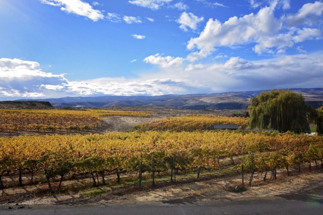 Cave B Estate Winery vineyards in autumn with Columbia River Gorge hills near Quincy, Washington